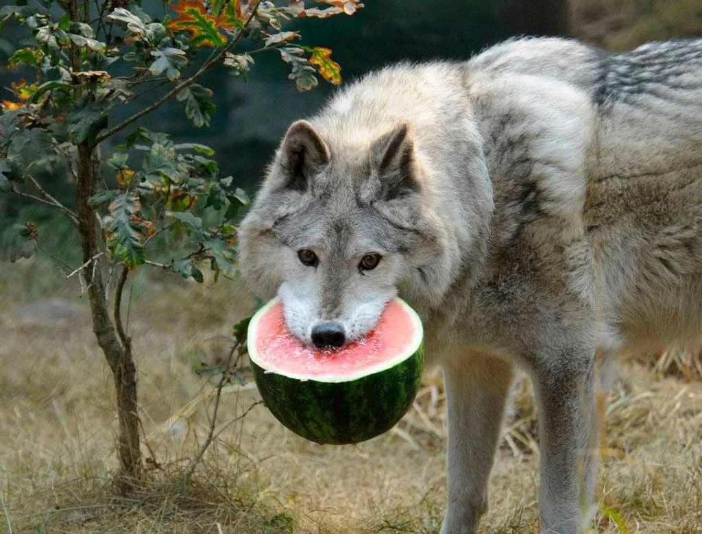 Волк 13